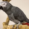 African Grey Parrot - Male