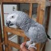 African grey parrot - Nyla