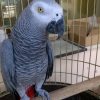 African Grey Parrot - Coco