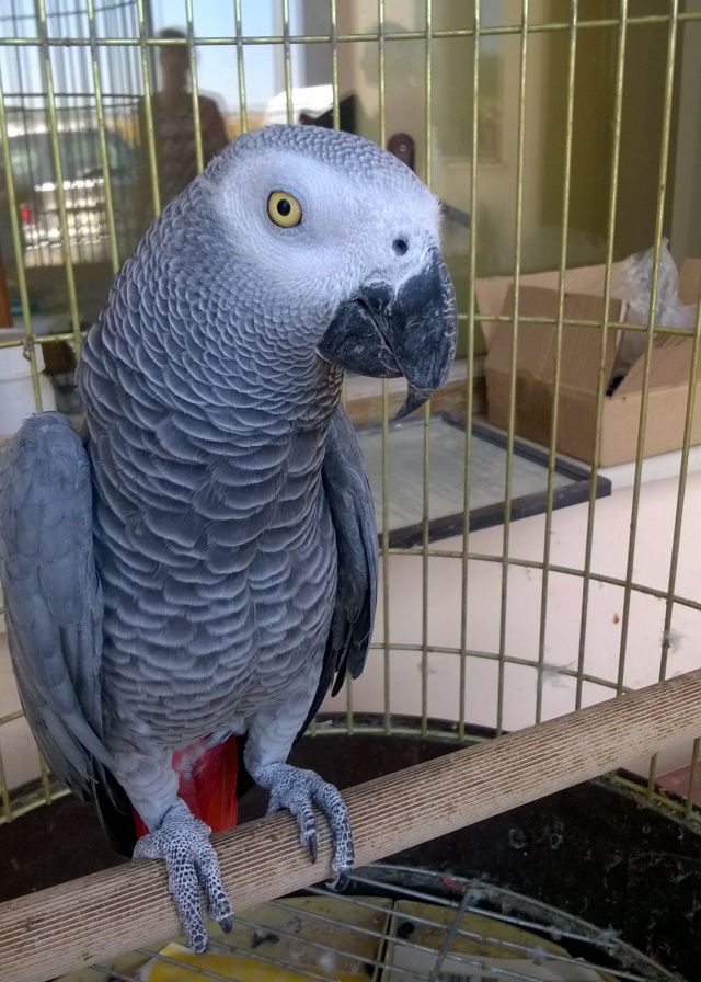 African Grey Parrot - Female