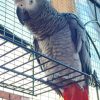Congo African Grey Parrot - Emili