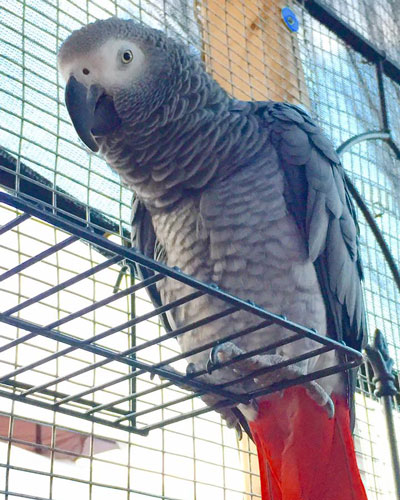 Congo African Grey Parrot