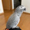 Congo African Grey Parrot - Jasper