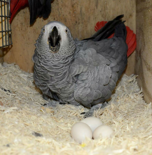 Congo African Grey Parrot Eggs For Sale