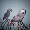 African Gray Parrot - James and Sandra