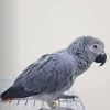 African Gray Parrot-Onyx
