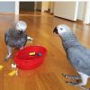 Congo African Grey Parrots- Bella and Cosmo