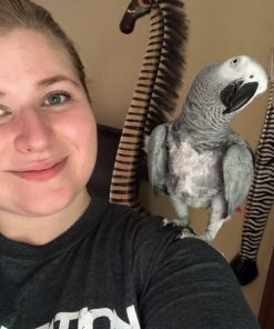 AFRICAN GREY PARROTS FOR SALE-Idris
