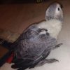 African Grey Babies- Mary