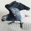 AFRICAN GREY PARROTS FOR SALE- Roy