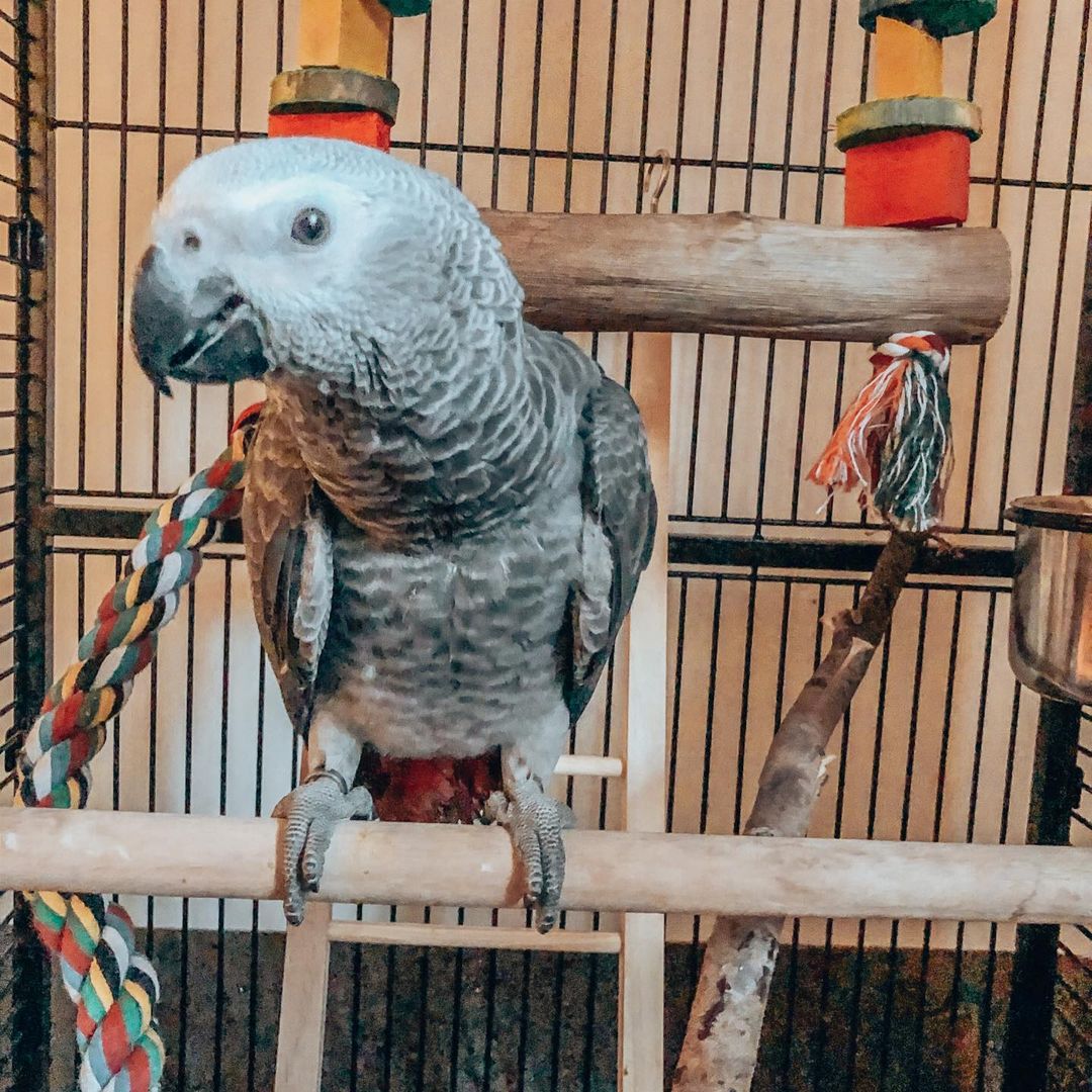 Young African Grey Parrot - Cara