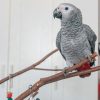 African Grey Parrot - Matt